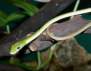 <i>Ahaetulla fronticincta</i> Species of snake