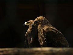 Steppe eagle