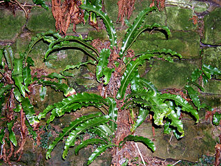 <i>Asplenium scolopendrium</i> Species of fern in the family Aspleniaceae