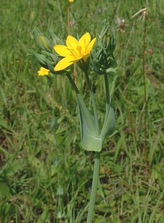 <i>Blackstonia perfoliata</i> Species of flowering plant in the gentian family Gentianaceae