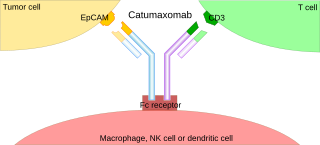 <span class="mw-page-title-main">Trifunctional antibody</span> Monoclonal antibody