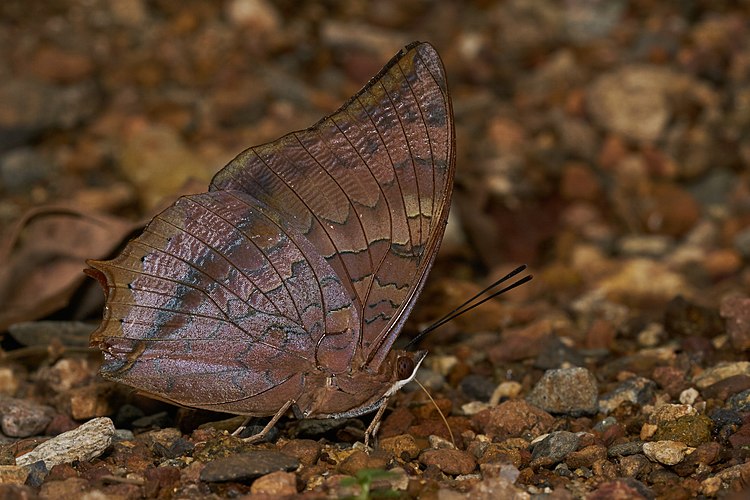 Бабочка-нимфалида Charaxes psaphon