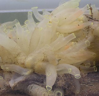 <span class="mw-page-title-main">Ascidiacea</span> Group of non-vertebrate marine filter feeders comprising sea squirts