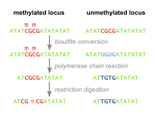 <span class="mw-page-title-main">Combined bisulfite restriction analysis</span>