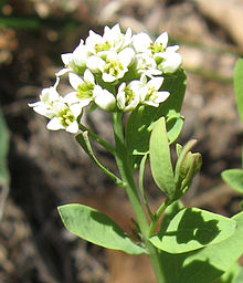 Comandra umbellata.jpg