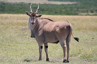 <span class="mw-page-title-main">Common eland</span> Second largest antelope in the world