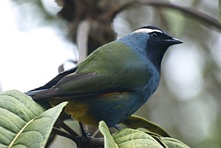 Crested berrypecker species of bird