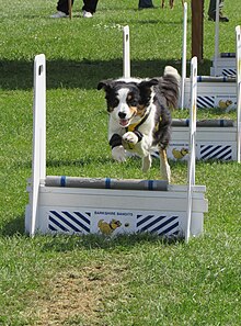 Dog in competition on grass Dog in competition.jpg