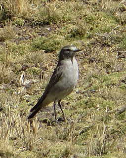 Taczanowskis ground tyrant Species of bird