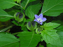 Dumplūninė nikandra (Nicandra physaloides)