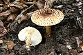 Свободни пластинки при Lepiota aspera.