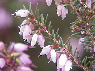 <i>Erica</i> (plant) Genus of flowering plants in the family Ericaceae