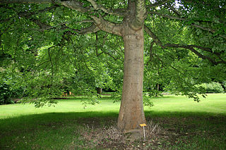 <i>Fraxinus latifolia</i> Species of ash