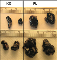 Mice lacking the Ovarian cancer G protein-coupled receptor 1 gene (OGR1) had slower melanoma growth (KO) than control mice with OGR1 (FL), possibly due to a difference in macrophage activity. GPR68KO.PNG