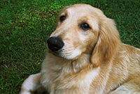 Golden Retriever puppy.jpg