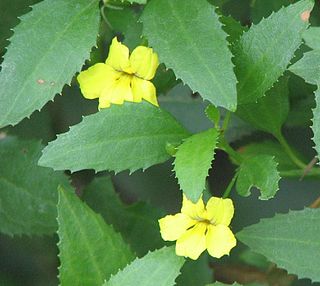 <i>Goodenia</i> Genus of flowering plants