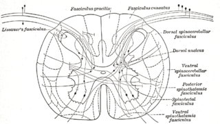 <span class="mw-page-title-main">Posterolateral tract</span>