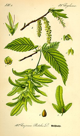 Paprastasis skroblas (Carpinus betulus)