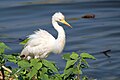 Medium egret