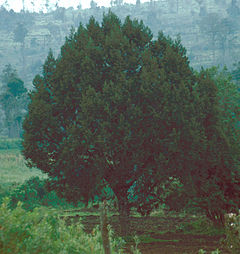 Description de l'image Juniperus procera Kenya1.jpg.