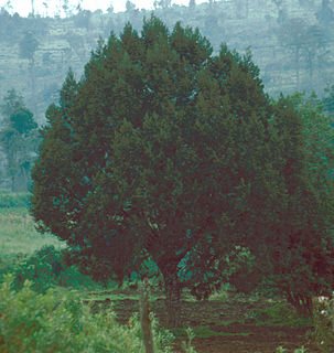 <i>Juniperus procera</i> Species of conifer