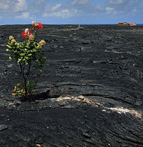 Thirty-year-old pahoehoe flow, Hawaii