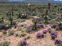 Karoo a la primavera prop de Willowmore