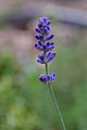 The flower of Lavandula angustifolia.