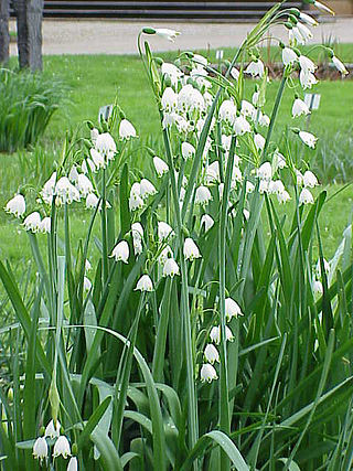 <i>Leucojum aestivum</i> Species of flowering plant in the family Amaryllidaceae