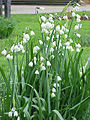 Leucojum aestivum5.jpg