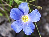 Linum perenne