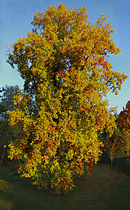   (Liriodendron tulipifera)