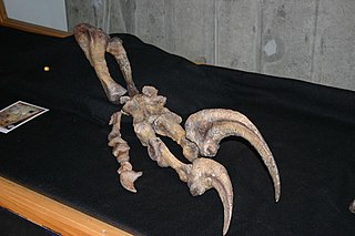 <i>Megaraptor</i> Extinct genus of dinosaurs