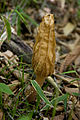 Morchella costata