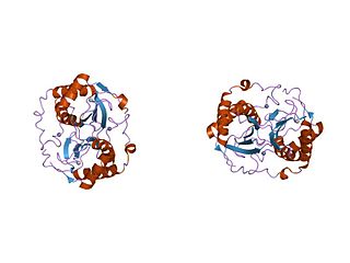 <span class="mw-page-title-main">S-ribosylhomocysteine lyase</span>