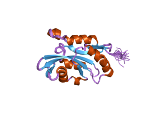 <span class="mw-page-title-main">Cofilin-2</span> Protein found in humans