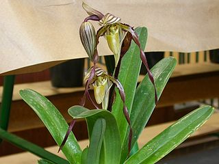 <i>Paphiopedilum philippinense</i> Species of orchid