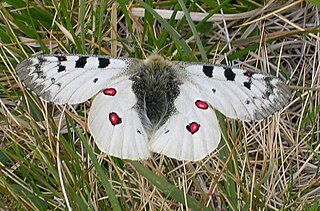 <span class="mw-page-title-main">Parnassiinae</span> Subfamily of butterflies