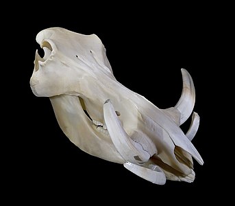 Phacochoerus africanus (Common Warthog), skull