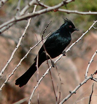 <span class="mw-page-title-main">Silky-flycatcher</span> Family of birds