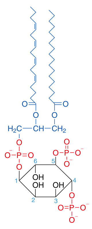 <span class="mw-page-title-main">Phosphatidylinositol 4,5-bisphosphate</span> Chemical compound