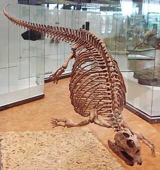 <i>Placodus</i> Extinct genus of reptiles