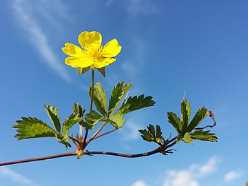 pumnalen ymlusgol (Potentilla reptans)