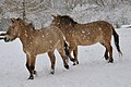 Num zoológico de Colónia durante o inverno.