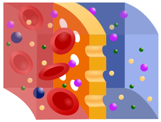 <span class="mw-page-title-main">Semipermeable membrane</span> Membrane which will allow certain molecules or ions to pass through it by diffusion