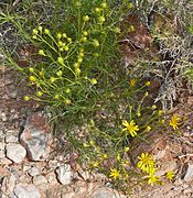 Senecio flaccidus