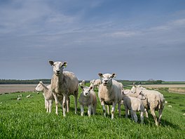 In groepke skiep (Ovis aries).