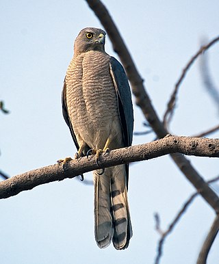 <span class="mw-page-title-main">Shikra</span> Species of bird