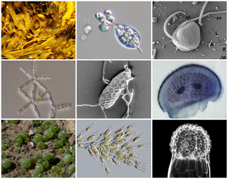 <span class="mw-page-title-main">Stramenopile</span> Clade of eukaryotes