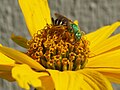 Halictidae, Agapostemon virescens (mara) fuq fjura Coreopsis, Madison, Wi, SUA